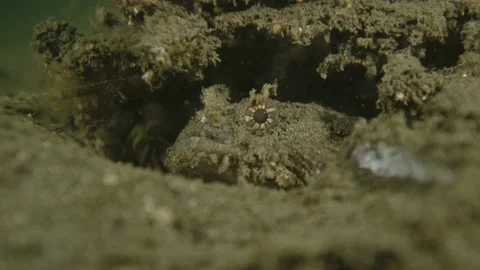 Eastern frog fish burrow Video stock 231962065