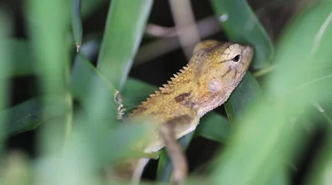 Eastern garden lizard Calotes versicolor, Thailand Stock Footage 56383695