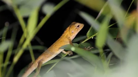 Eastern garden lizard Calotes versicolor, night. Thailand Stock Footage 56401894