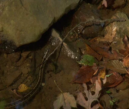 Eastern Garter Snake Stock Footage 537279