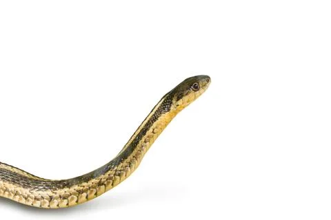 Eastern Garter Snake Stock Photos
