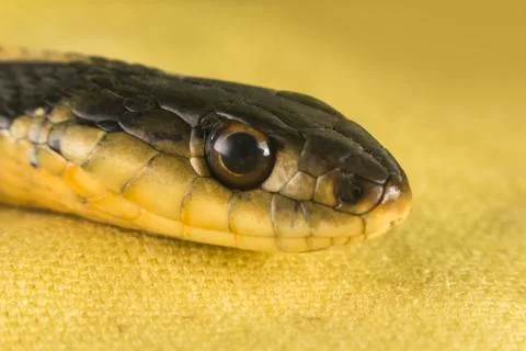 Eastern Garter Snake Stock Photos