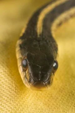 Eastern Garter Snake Stock Photos