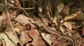 Eastern Garter Snake (Thamnophis sirtalis sirtalis) 1 HD Footage