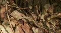 Eastern Garter Snake (Thamnophis sirtalis sirtalis) 2 HD Footage