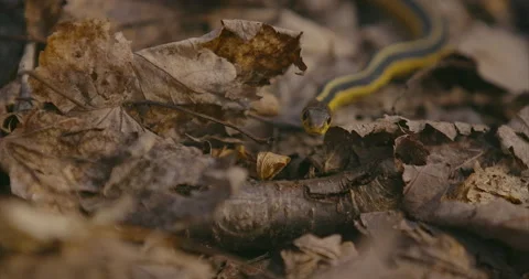 Eastern Gartersnake Stock Footage 151861798