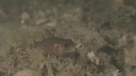 Eastern Gobbleguts hatching baby egg (Vincentia novaehollandiae) Stock Footage 232832472