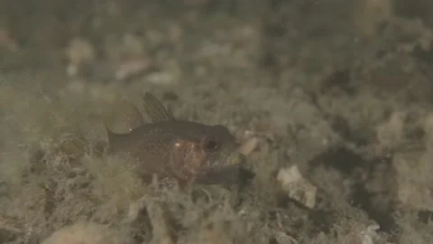 Eastern Gobbleguts hatching baby egg (Vincentia novaehollandiae) Stock Footage 232832979