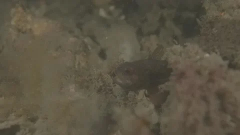 Eastern Gobbleguts hatching baby eggs (Vincentia novaehollandiae) Stock Footage 232833139