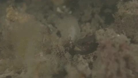 Eastern Gobbleguts hatching baby eggs (Vincentia novaehollandiae) Stock Footage 232833166