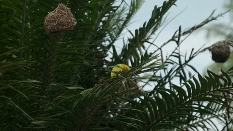 Eastern Golden Weave, found in eastern and southern Afric Video stock 170665209
