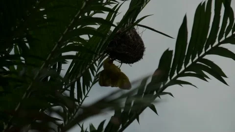Eastern Golden Weave, found in eastern and southern Afric Stock Footage 170665463