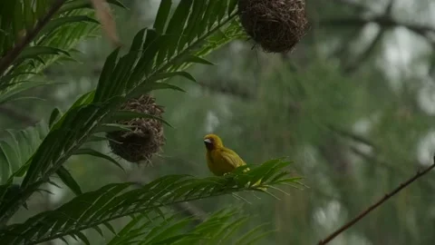 Eastern Golden Weave, found in eastern and southern Afric Stock Footage 170665556