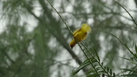 Eastern Golden Weave, found in eastern and southern Afric Stock Footage 170665870