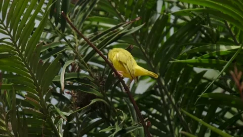 Eastern Golden Weave, found in eastern and southern Afric Video stock 170665906