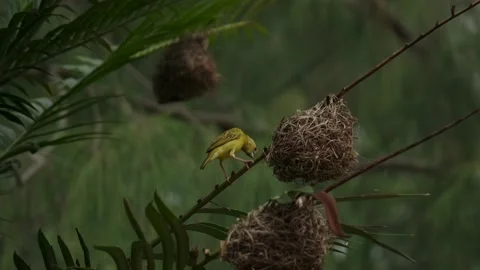 Eastern Golden Weave, found in eastern and southern Afric Video stock 170666094