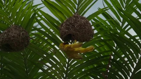 Eastern Golden Weave, found in eastern and southern Afric Video stock 170666458