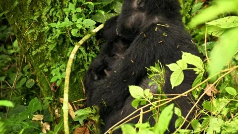 Eastern Gorilla - Gorilla beringei critically endangered largest living primate, Stock Footage 256607591