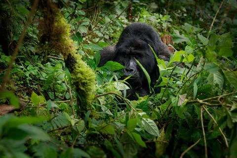Eastern Gorilla (Gorilla beringei) critically endangered largest living pri.. Stock Photos