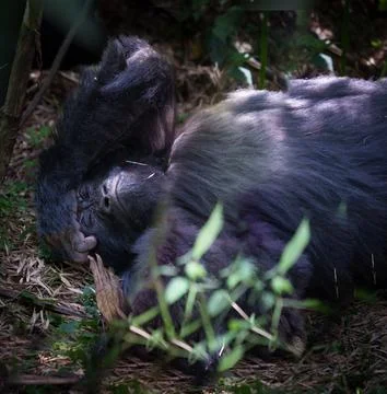 Eastern gorilla or Gorilla beringei lying on back in Volcanoes National Par.. 写真素材