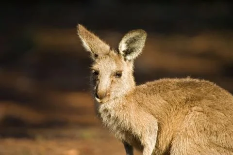 Eastern gray kangaroo Stock Photos