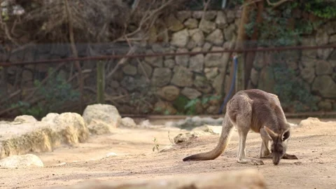 Eastern gray kangaroo smells the soil and then walks away. Stock Footage 153825813