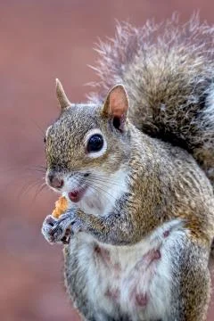Eastern Gray Squirrel About to Take a Bite of Bread Stock Photos