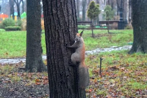 The eastern gray squirrel, also known as the grey squirrel depending on reg.. Stock Photos