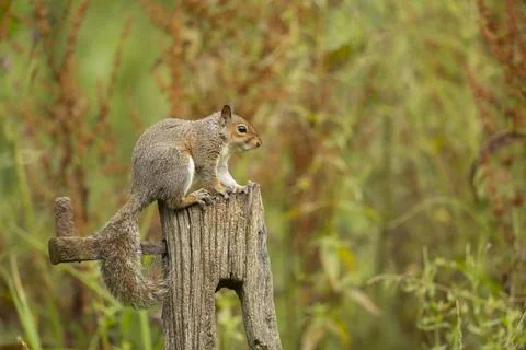 The eastern gray squirrel, also known as the grey squirrel depending on region,  Foto stock
