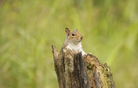 The eastern gray squirrel, also known as the grey squirrel depending on regio Stock Photos