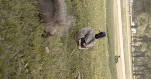 Eastern gray squirrel and Mallard Stock Footage 122180665