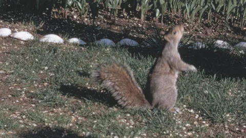 Eastern Gray Squirrel Begging For Peanuts In New York City Park 1960s Stockbeeldmateriaal 342748597