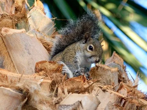 Eastern Gray Squirrel on Cabbage Palm Tree Stock Photos