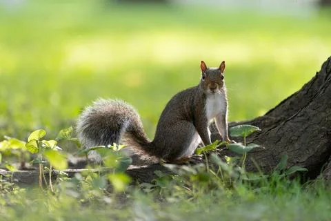 Eastern gray squirrel in Central Park on a tree trunk Stock Photos
