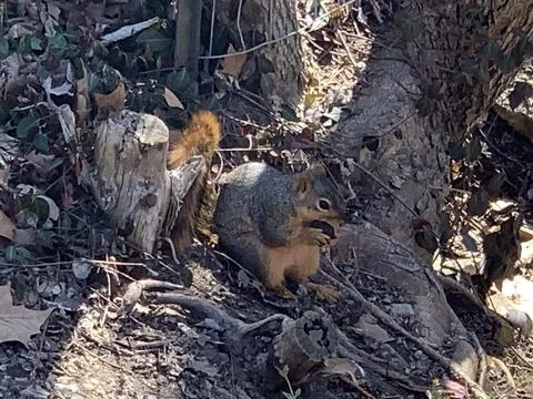 Eastern gray squirrel chewing on a walnut Foto stock