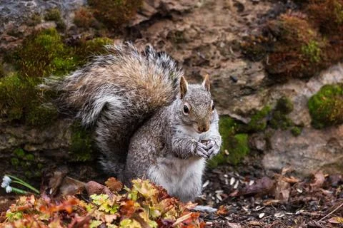 Eastern gray squirrel crouching Stock Photos