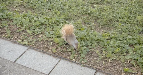 Eastern gray squirrel digging and eating Stock Footage 114594082
