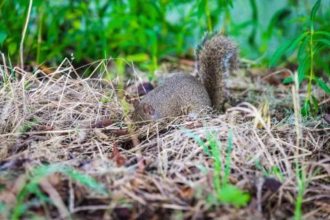 Eastern Gray Squirrel digging in ground looking for food Stock Photos