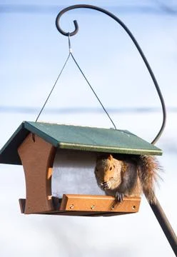 An Eastern Gray Squirrel eating at a bird feeder Stock Photos