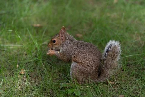 Eastern gray squirrel eating in Central Park grass Stock Photos