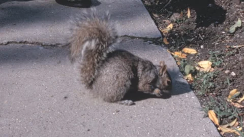 Eastern Gray Squirrel Eating On City Park Sidewalk New York City 1960s Vidéo 339244607