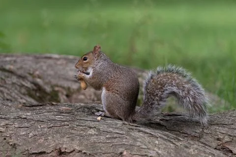 Eastern gray squirrel eating on a log in Central Park Stock Photos