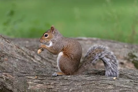 Eastern gray squirrel eating a nut on a tree trunk Stock Photos