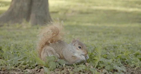 Eastern gray squirrel eating nuts Stock Footage 114594119