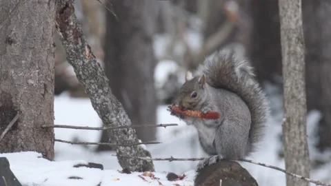 Eastern Gray Squirrel eating spruce cone on Stone in Snow Video stock 232101294