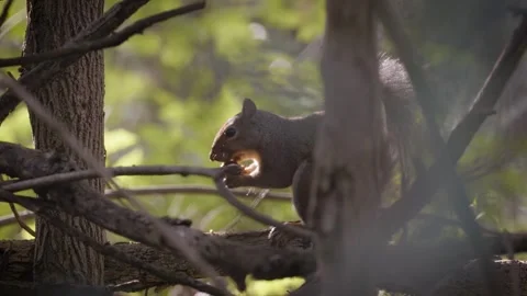 Eastern Gray Squirrel eats scavenged food in trees 動画素材 260153723