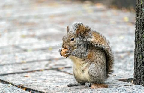 Eastern gray squirrel eats a walnut on Trinity Square in Toronto, Canada Stock Photos