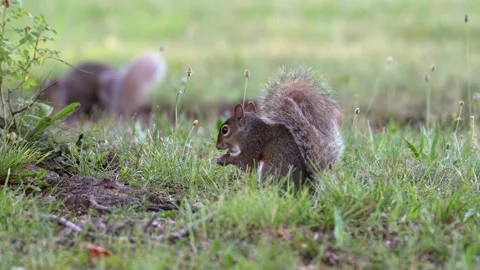An eastern gray squirrel with an exceptionally fluffy raised tail nibbles food Stock Footage 337739128