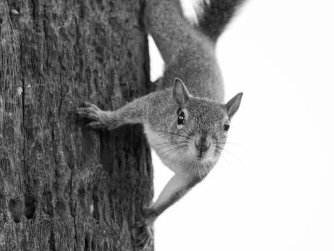 Eastern Gray Squirrel at Eye Level Staring Black and White Stock Photos