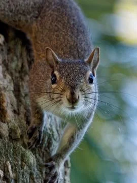 Eastern Gray Squirrel at Eye Level Staring Stock Photos